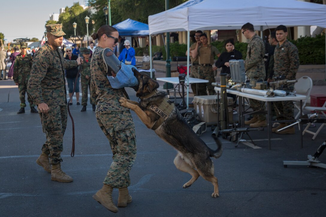 U.S. Marines with Marine Corps Air Station Yuma, conduct a military working dog demonstration during Yuma Military Appreciation Day in Downtown Historic Yuma on Feb. 16, 2019. Military Appreciation Day is held to show the importance of the relationship between the City of Yuma and our service members and veterans. (U.S. Marine Corps photo by Sgt. Allison Lotz)