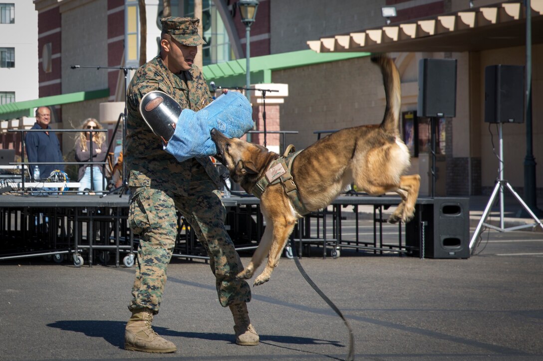 U.S. Marines with Marine Corps Air Station Yuma, conduct a military working dog demonstration during Yuma Military Appreciation Day in Downtown Historic Yuma on Feb. 16, 2019. Military Appreciation Day is held to show the importance of the relationship between the City of Yuma and our service members and veterans. (U.S. Marine Corps photo by Sgt. Allison Lotz)