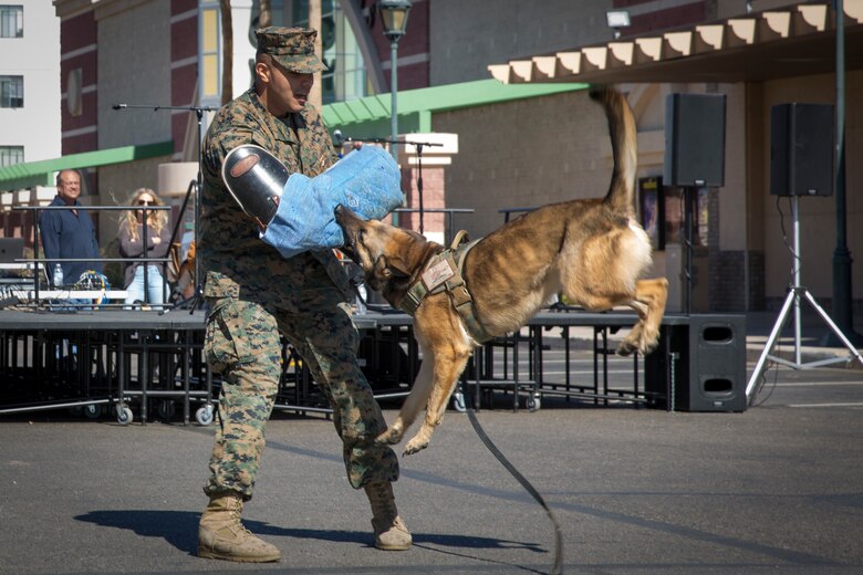 U.S. Marines with Marine Corps Air Station Yuma, conduct a military working dog demonstration during Yuma Military Appreciation Day in Downtown Historic Yuma on Feb. 16, 2019. Military Appreciation Day is held to show the importance of the relationship between the City of Yuma and our service members and veterans. (U.S. Marine Corps photo by Sgt. Allison Lotz)