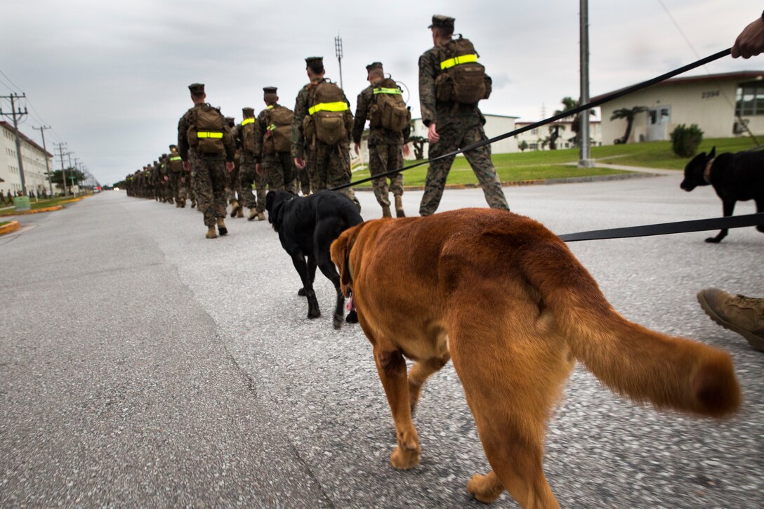 Military working dogs with the 31st Marine Expeditionary Unit walk alongside their handlers during a 10 kilometer hike at Camp Hansen, Okinawa, Japan, Jan. 4, 2019. The hike helped the Marines and Sailors of the 31st MEU build endurance and unit camaraderie. The 31st MEU, the Marine Corps’ only continuously forward-deployed MEU, provides a flexible and lethal force ready to perform a wide range of military operations as the premier crisis response force in the Indo-Pacific region. (Official Marine Corps photo by Lance Cpl. Tanner D. Lambert/Released)