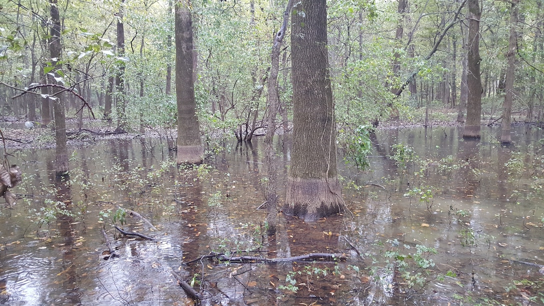 Corps to assess levee project’s impact on the environment