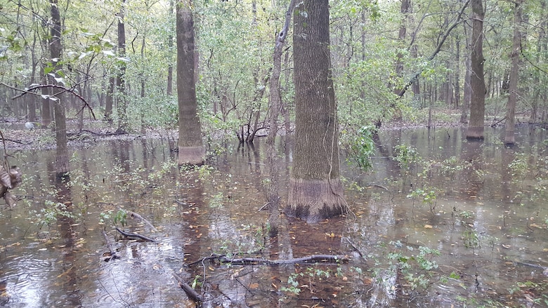 Corps to assess levee project’s impact on the environment