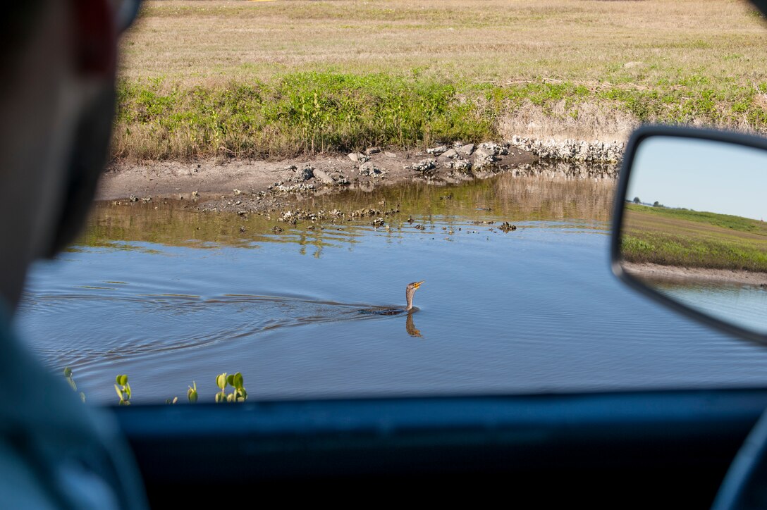 Kory McLellan, the Bird/Wildlife Aircraft Strike Hazard program manager at MacDill Air Force Base, Fla., surveys a double-crested cormorant near MacDill’s flightline, Jan. 10, 2019.