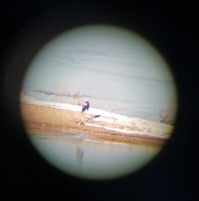 ABIQUIU LAKE, N.M. -- An eagle is seen through a spotting scope during the annual Midwinter Eagle Watch, Jan. 5, 2019.