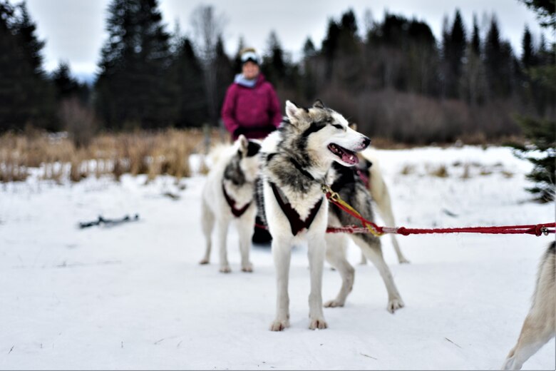 On the weekend of January 12, 2019, Malmstrom Outdoor Recreation took a group of Airmen and civilians on a weekend-long trip to Bigfork, Montana, and Flathead Lake, Montana, for two days of dogsledding and cross country skiing. Each member of the group got to mush a group of Inuit sled dogs on cross country trails. (Photograph by Kiersten McCutchan)