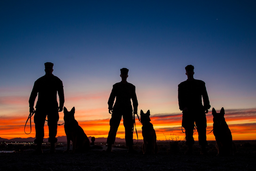 Three Marines each stand next to three dogs.