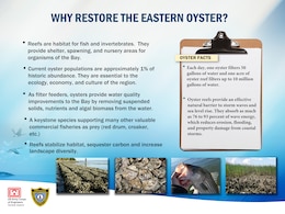 Why Restore The Eastern Oyster