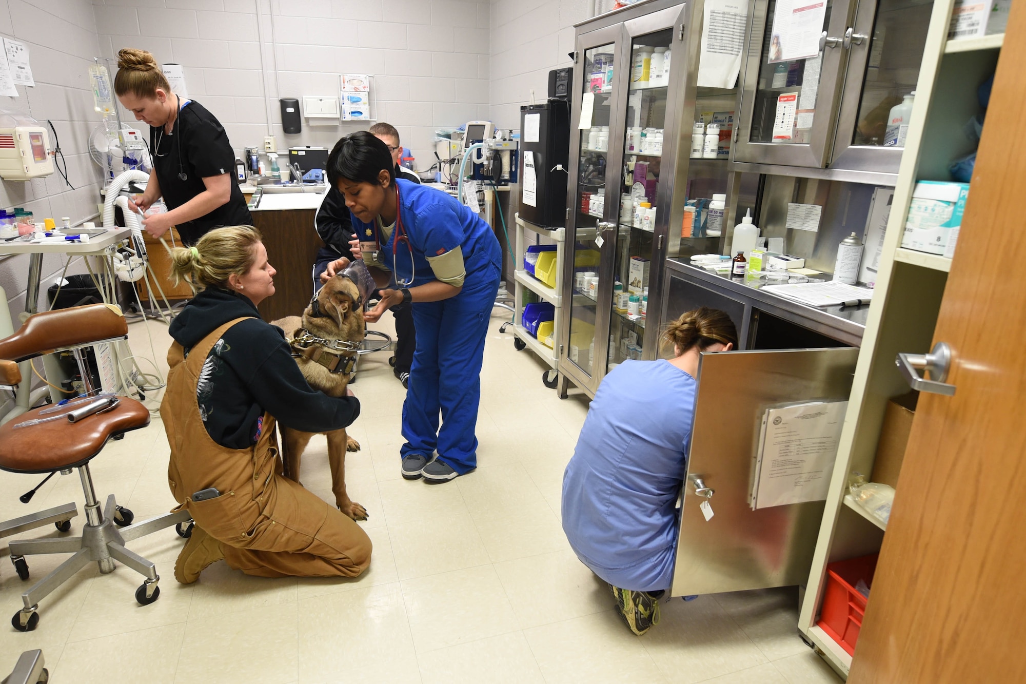 Staff Sgt. Samantha Champion (bottom left), a 28th Security Forces Squadron military working dog handler, holds on to MWD Lezer as veterinarian U.S. Army Maj. N. Chre Benton-Castagneto starts to look him over at the veterinary clinic on Ellsworth Air Force Base, S.D., Dec. 4, 2018. While the Air Force provides all of the MWDs for the Department of Defense, it’s the Army that takes care of their medical needs. (U.S. Air Force photo by Airman John Ennis)