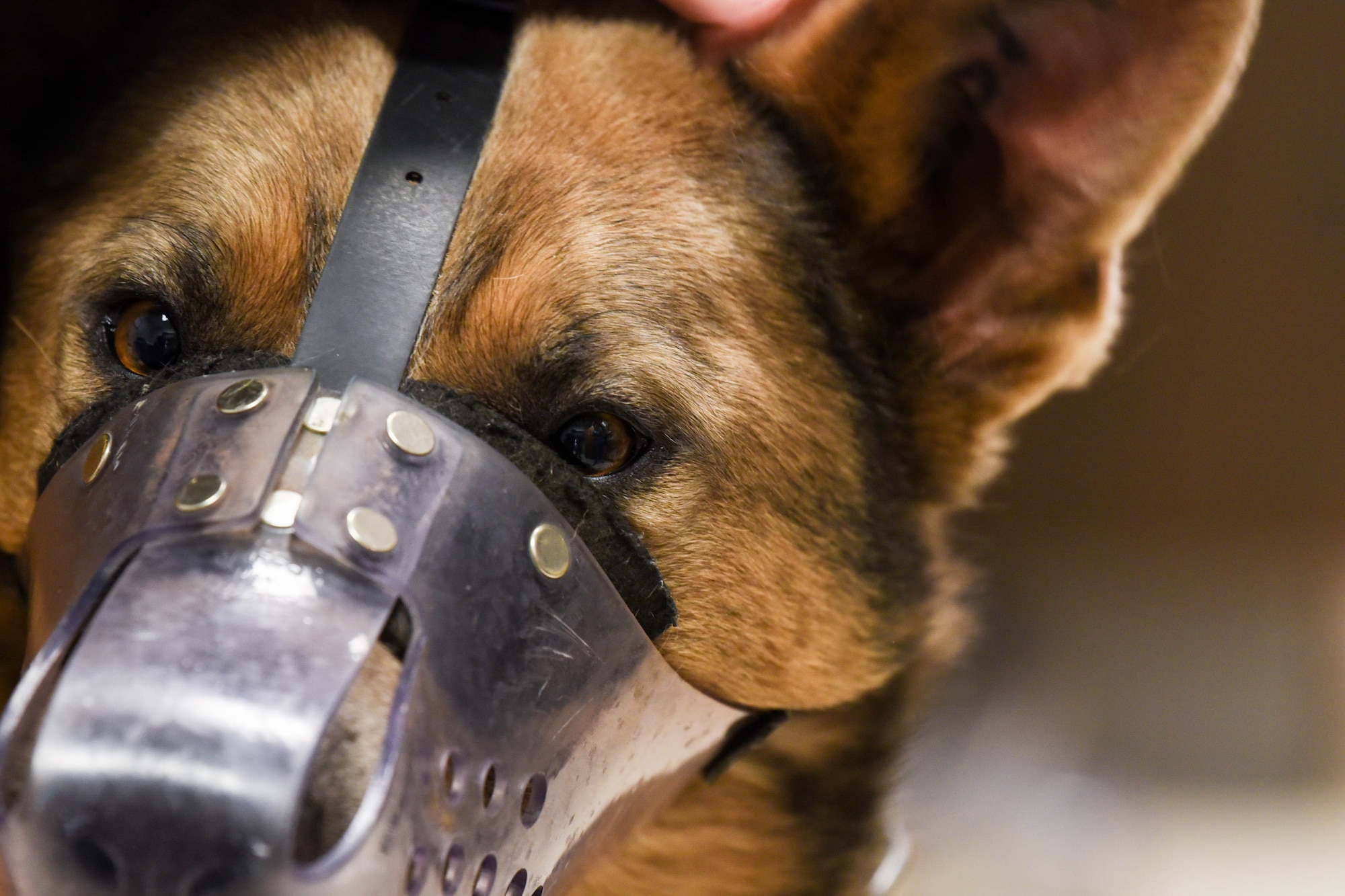 Military working dog Lezer patiently waits for his dental cleaning to begin at the veterinary clinic on Ellsworth Air Force Base, S.D., Dec. 4, 2018. These incredible animals play an important part in keeping Raider Airmen safe and the base secure. They deploy with their handlers and perform different tasks such as sniffing out explosives or running down intruders. (U.S. Air Force photo by Airman John Ennis)