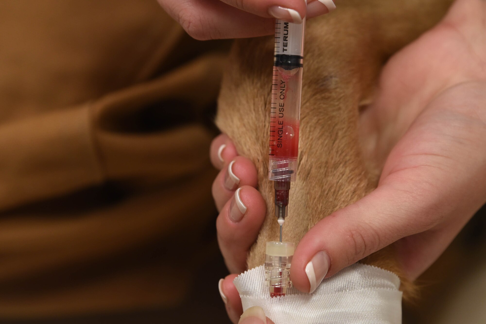 Staff Sgt. Samantha Champion, a 28th Security Forces Squadron military working dog handler, gives MWD Lezer an injection through an I.V. port at the veterinary clinic on Ellsworth Air Force Base, S.D., Dec. 4, 2018. The MWD handlers are trained to be able to administer life-saving treatment to their companions if necessary.  (U.S. Air Force photo by Airman John Ennis)