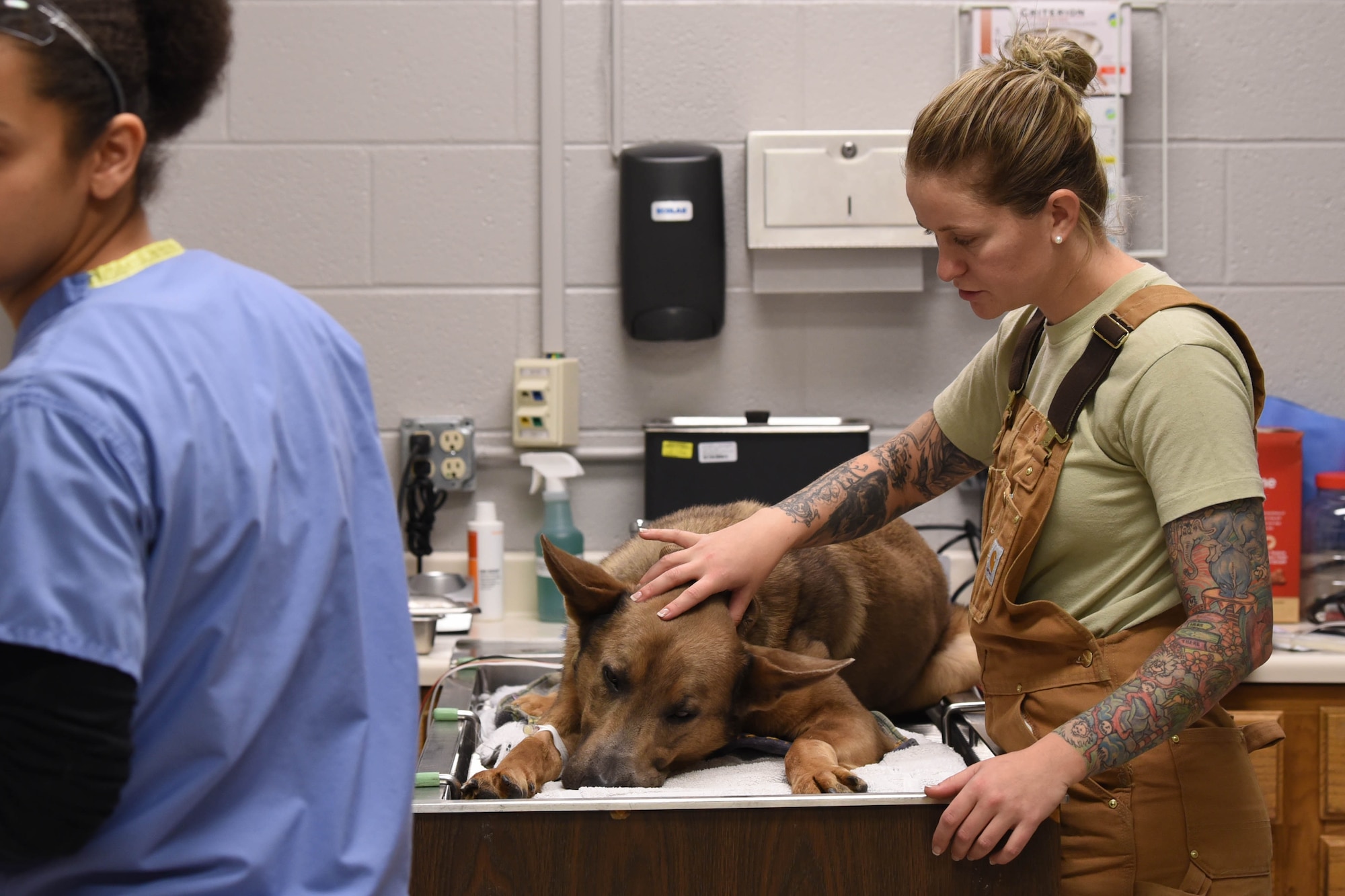 Staff Sgt. Samantha Champion, a 28th Security Forces Squadron military working dog handler, comforts MWD Lezer as his anesthetic sets in during an appointment at the veterinary clinic on Ellsworth Air Force Base, S.D., Dec. 4, 2018. Dental procedures for military working dogs require the dogs to be put under for the safety of the veterinarians and to lower the stress for the animals. (U.S. Air Force photo by Airman John Ennis)