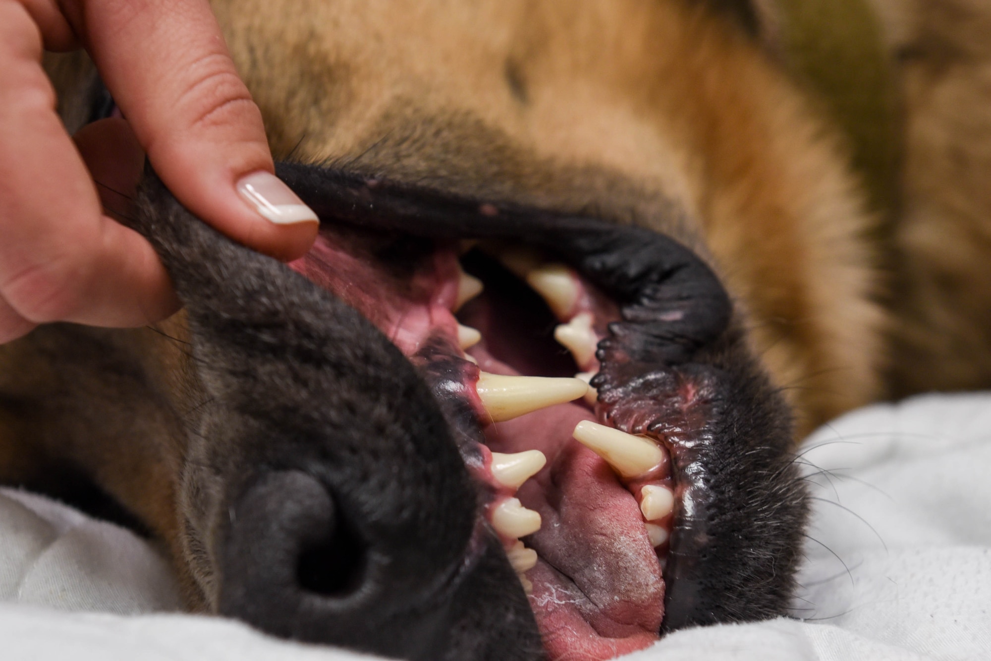 Staff Sgt. Samantha Champion, a 28th Security Forces Squadron military working dog handler, takes a peek at MWD Lezer’s now clean teeth before he wakes up from his procedure at the veterinary clinic on Ellsworth Air Force Base, S.D., Dec. 4, 2018. Teeth cleanings are important, not only for the MWDs’ health and safety but also to make sure that they can stay on top of their game as they work alongside defenders from the 28th SFS. (U.S. Air Force photo by Airman John Ennis)