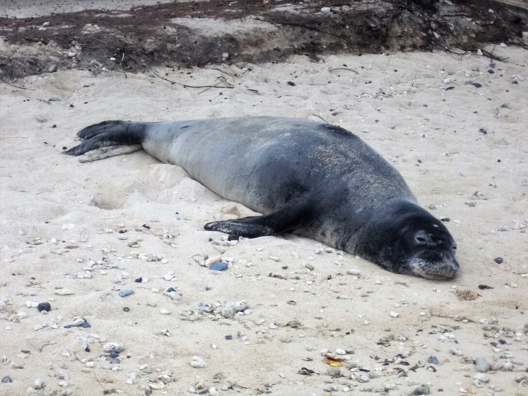 Monk Seal