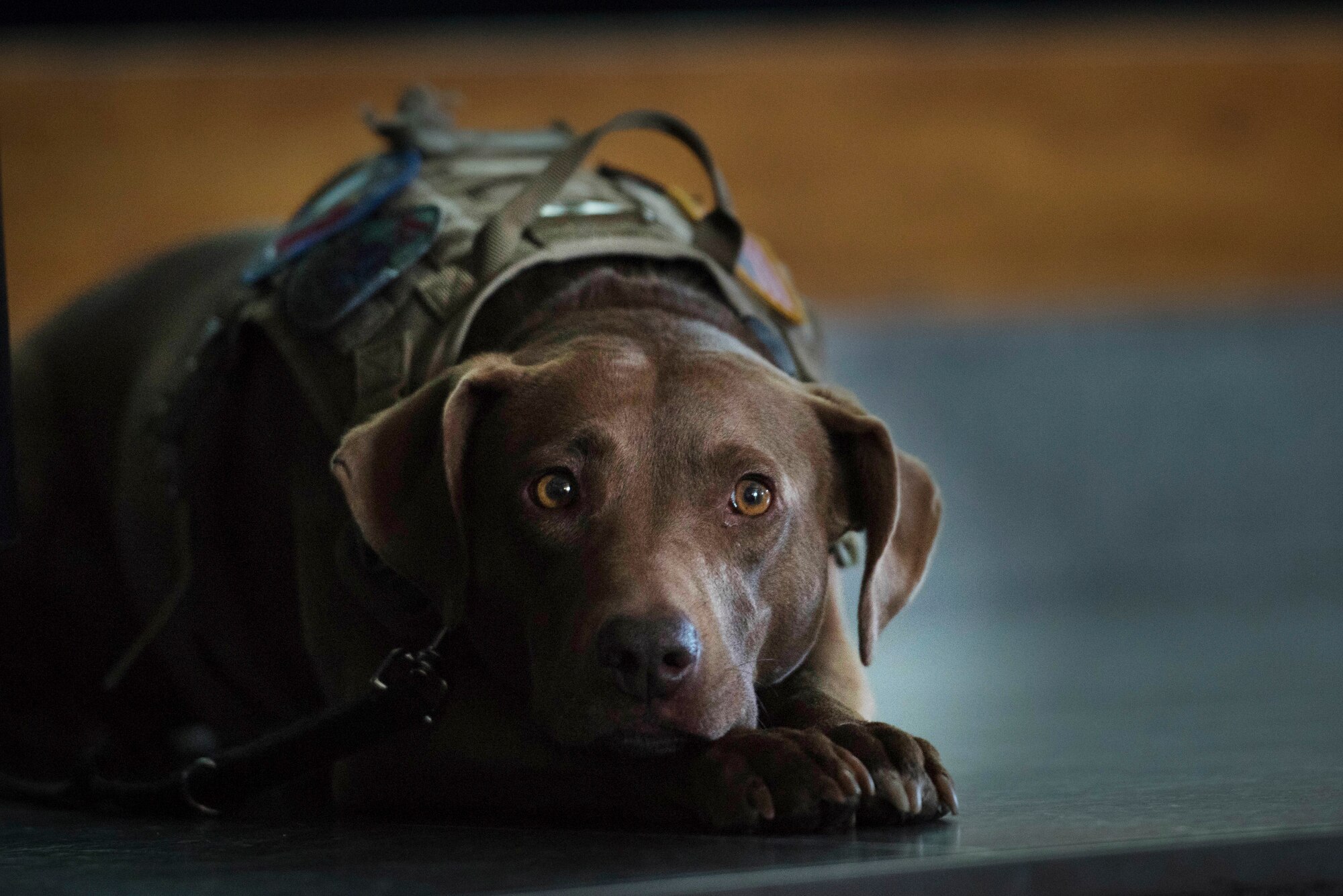 Service dog, Casey, lies down beside her handler while her handler gives a lecture during the assistance animal’s informational workshop at Yokota Air Base, Japan, Jan. 18, 2019.