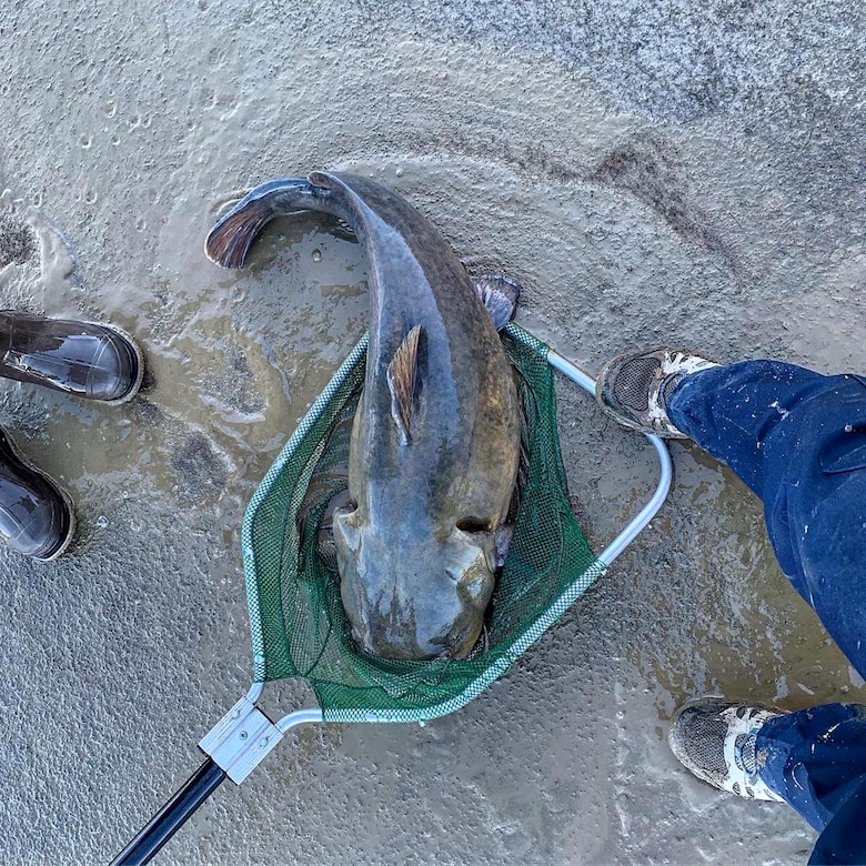 JOHN MARTIN RESERVOIR, Colo. – Potential state record alert! This behemoth catfish was relocated from the stilling basin to the reservoir upstream, Nov. 1, 2018.