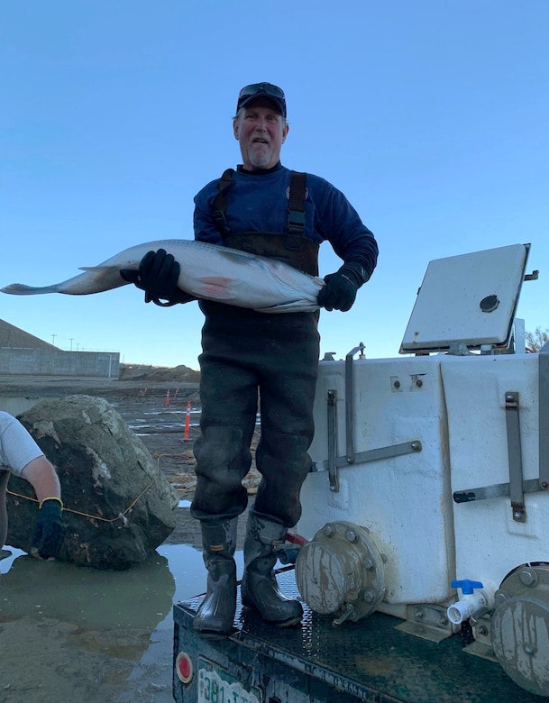 JOHN MARTIN RESERVOIR, Colo. -- A Colorado Parks & Wildlife hatchery worker transfers a large striper into the hatchery truck, Nov. 1, 2018.