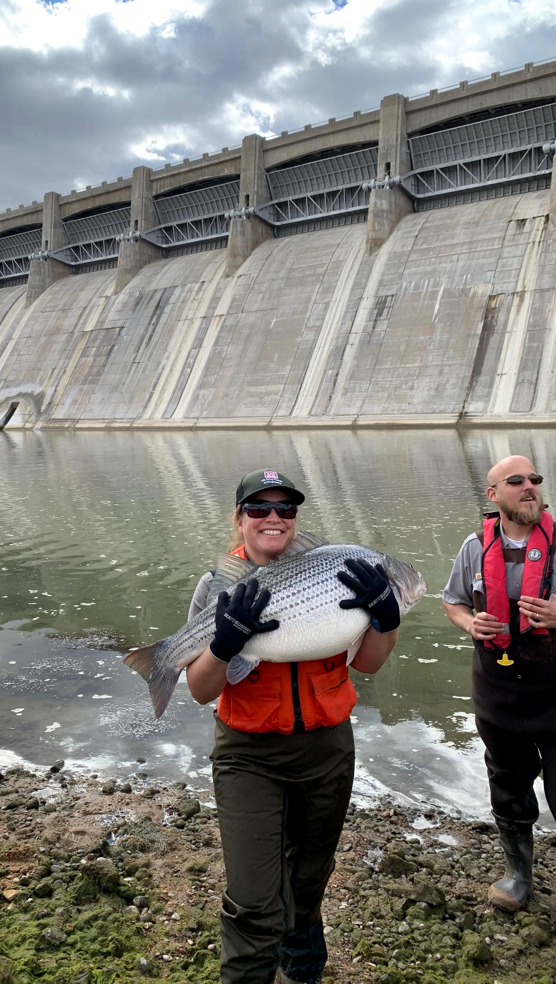 Potential Record Size Fish Transferred As John Martin Stilling Basin Is Cleaned Out For First Time In 70 Years South Pacific Division South Pacific Division News Stories