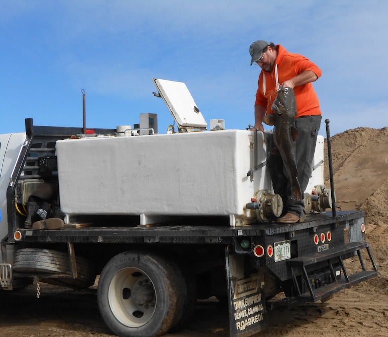 JOHN MARTIN RESERVOIR, Colo. -- A CPW volunteer loads a catfish by hand into the hatchery truck. Talk about an upper body workout!