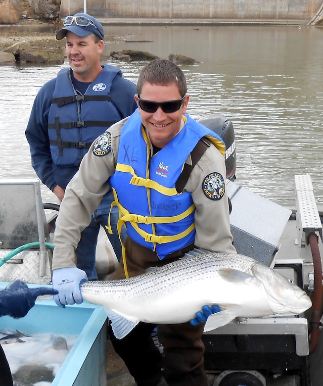 JOHN MARTIN RESERVOIR, Colo. -- A CPW park ranger loads a massive striped bass into the electrofishing boat’s holding tank, Nov. 1, 2018.