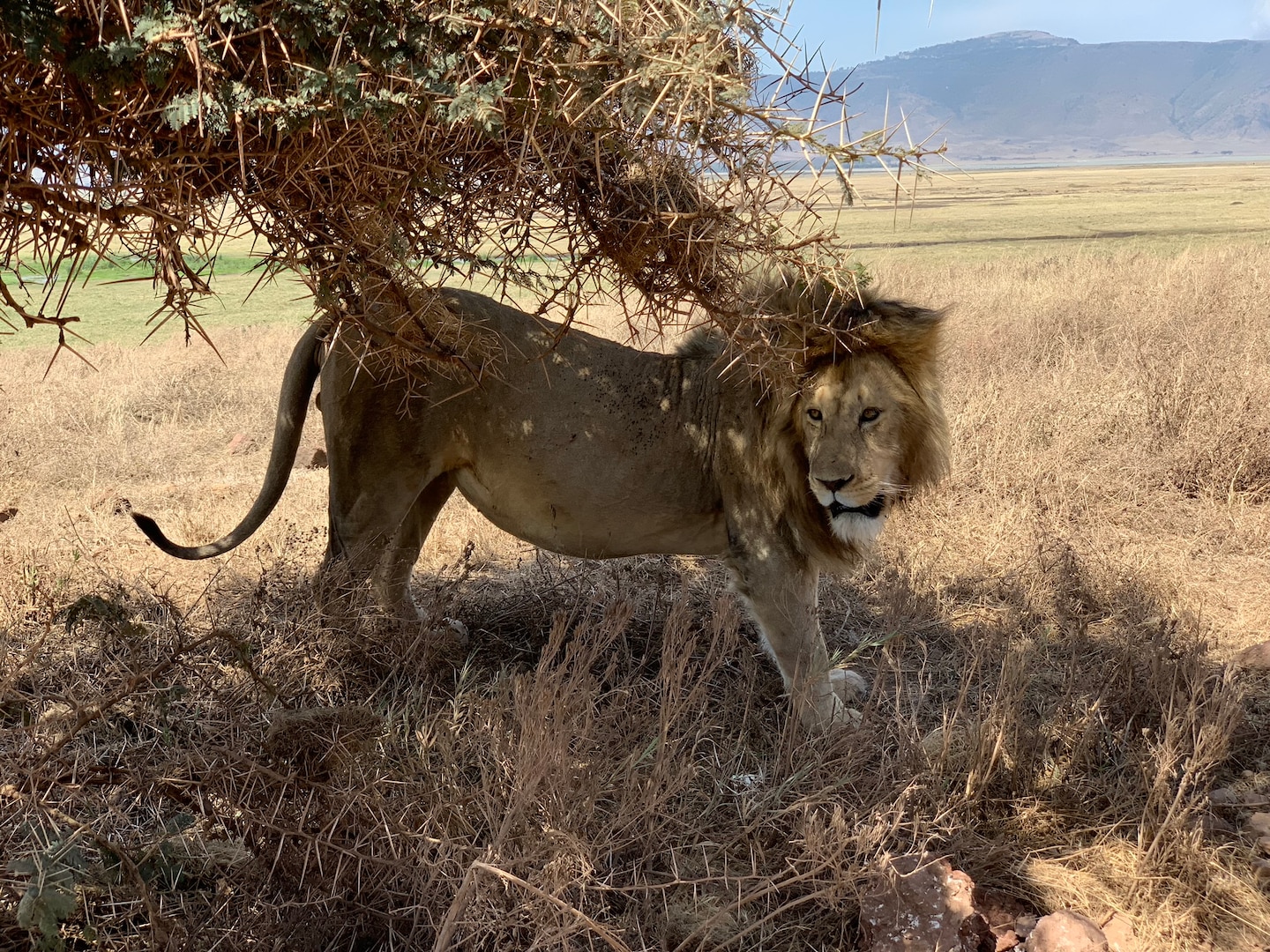 A lion stands beneath a tree December 2018 in Tanzania.