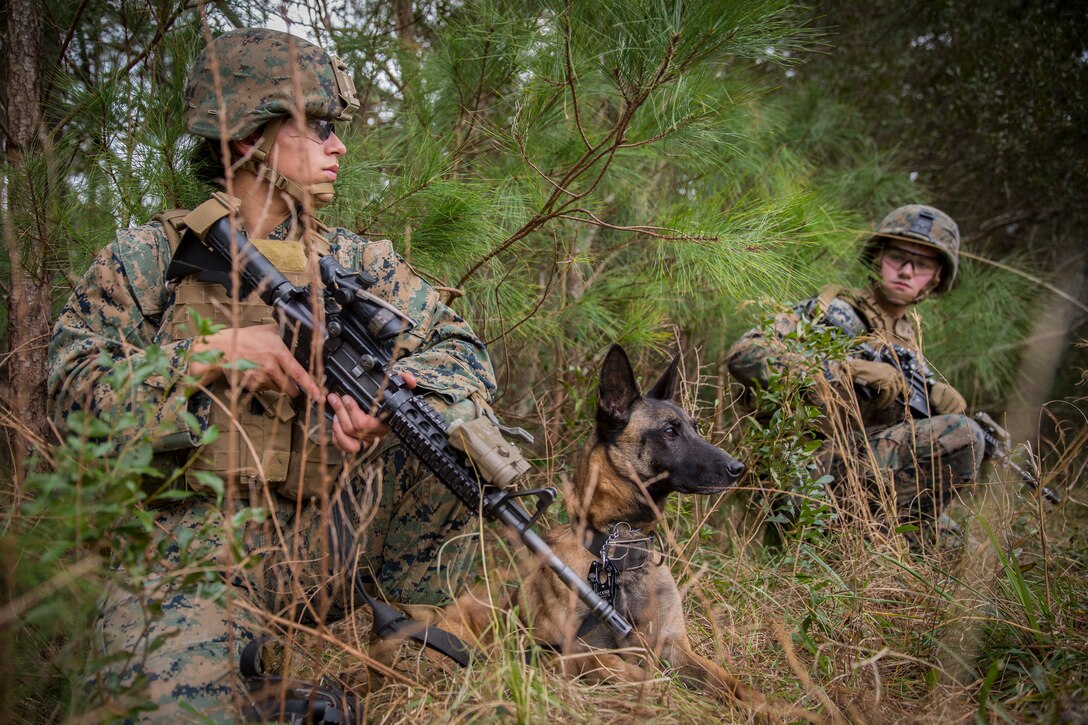 U.S. Marine Cpl. Victoria Acosta, a military police working dog-handler and K-9, Bella, provide security during Tactical Recovery of Aircraft and Personnel training at Camp Lejeune, North Carolina, Jan. 29, 2019. TRAP training prepares Marines to confidently enter potentially combative areas, collect equipment, retrieve or destroy sensitive material and recover personnel. Acosta and Bella are with the 24th Marine Expeditionary Unit. (U.S. Marine Corps photo by Lance Cpl. Larisa Chavez)