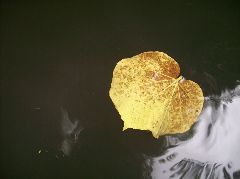 A leaf, mentioned by Staff Sgt. Heather Heiney in her commentary "Your piece of the puzzle matters," floats in a river near Maunawili Falls in Hawaii in 2008. She said she fell in love with photography while taking photographs like this one. (U.S. Air Force photo courtesy photo by Staff Sgt. Heather Heiney)