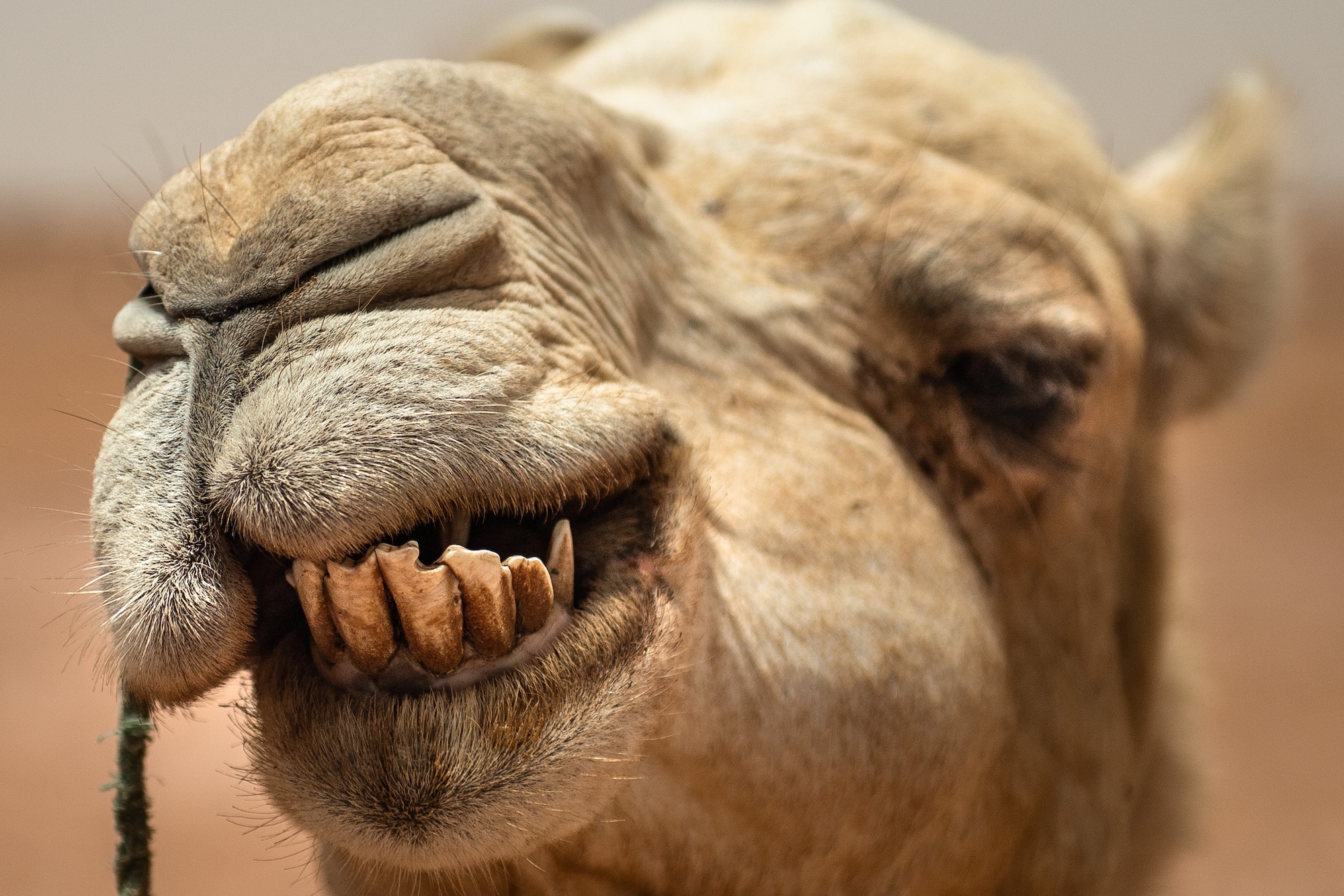 A camel chews food during a bazaar at Nigerien Air Base 201 in Agadez, Niger, June 30, 2019. The bazaar gave deployed members a chance to ride the camels and buy souvenirs to take home. (U.S. Air Force photo by Staff Sgt. Devin Boyer)