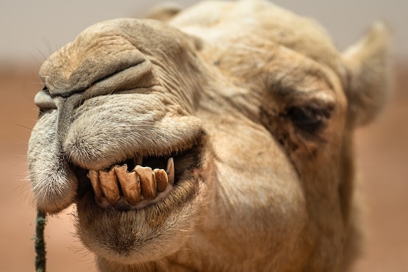 A camel chews food during a bazaar at Nigerien Air Base 201 in Agadez, Niger, June 30, 2019. The bazaar gave deployed members a chance to ride the camels and buy souvenirs to take home. (U.S. Air Force photo by Staff Sgt. Devin Boyer)