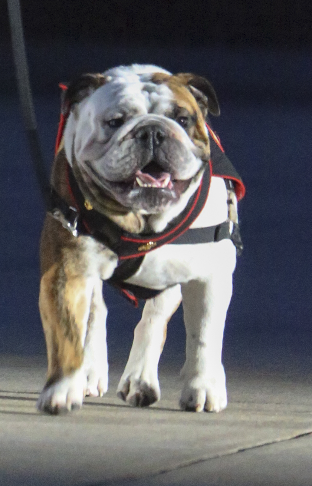 Private First Class Chesty XV, official mascot, marches down Center Walk during a Friday Evening Parade at Marine Barracks Washington, D.C., July 5, 2019. General Robert B. Neller, commandant of the Marine Corps, was the hosting official and the guest of honor was The Honorable Mr. Michael R. Pompeo, U.S. Secretary of State. (U.S. Marine Corps photo by Pfc. Allen Sanders)