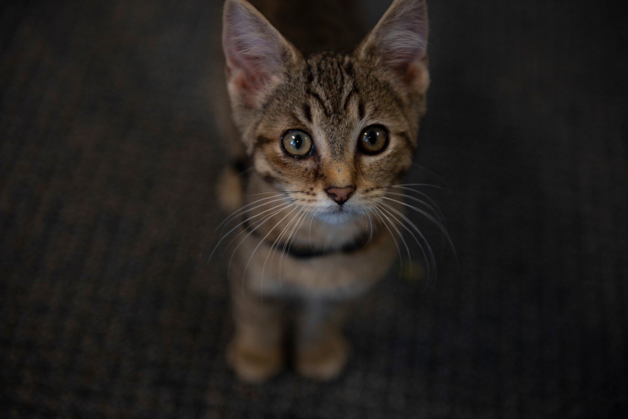 Huxley, a rescue kitten belonging to U.S. Air Force Tech. Sgt. Bethany Zachary, 609th Air Communications Squadron cyber management technician, pauses playtime at Shaw Air Force Base, South Carolina, June 30, 2019