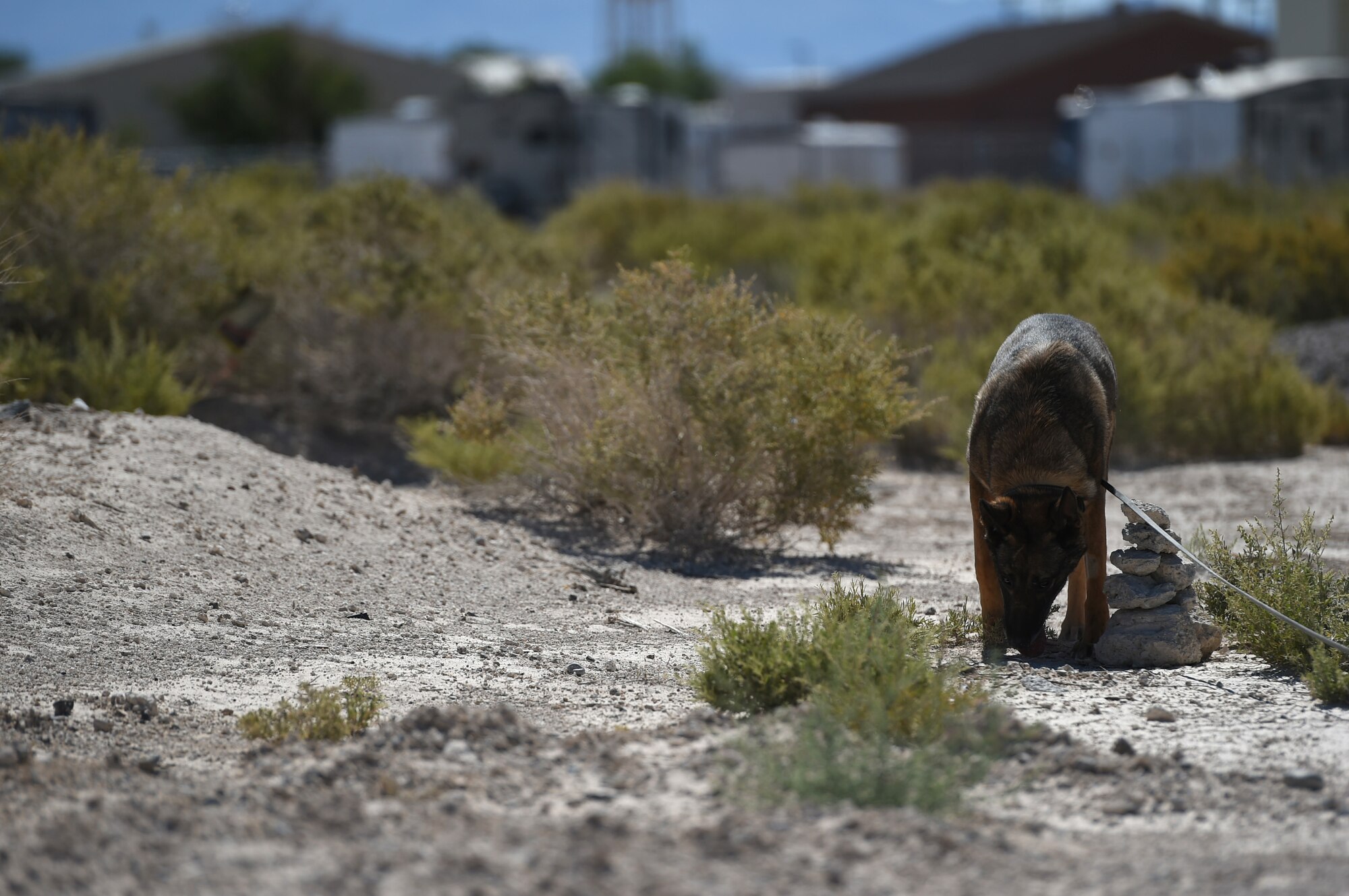 MWDs are trained and capable of detecting explosives and narcotics, as well as locate a potential suspects or missing persons.