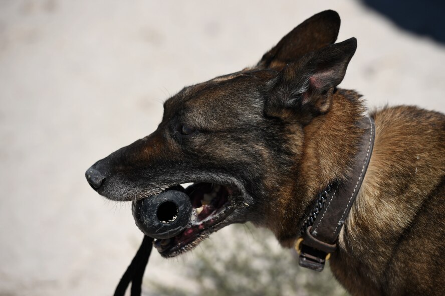 MWDs are trained and capable of detecting explosives and narcotics, as well as locate a potential suspects or missing persons.