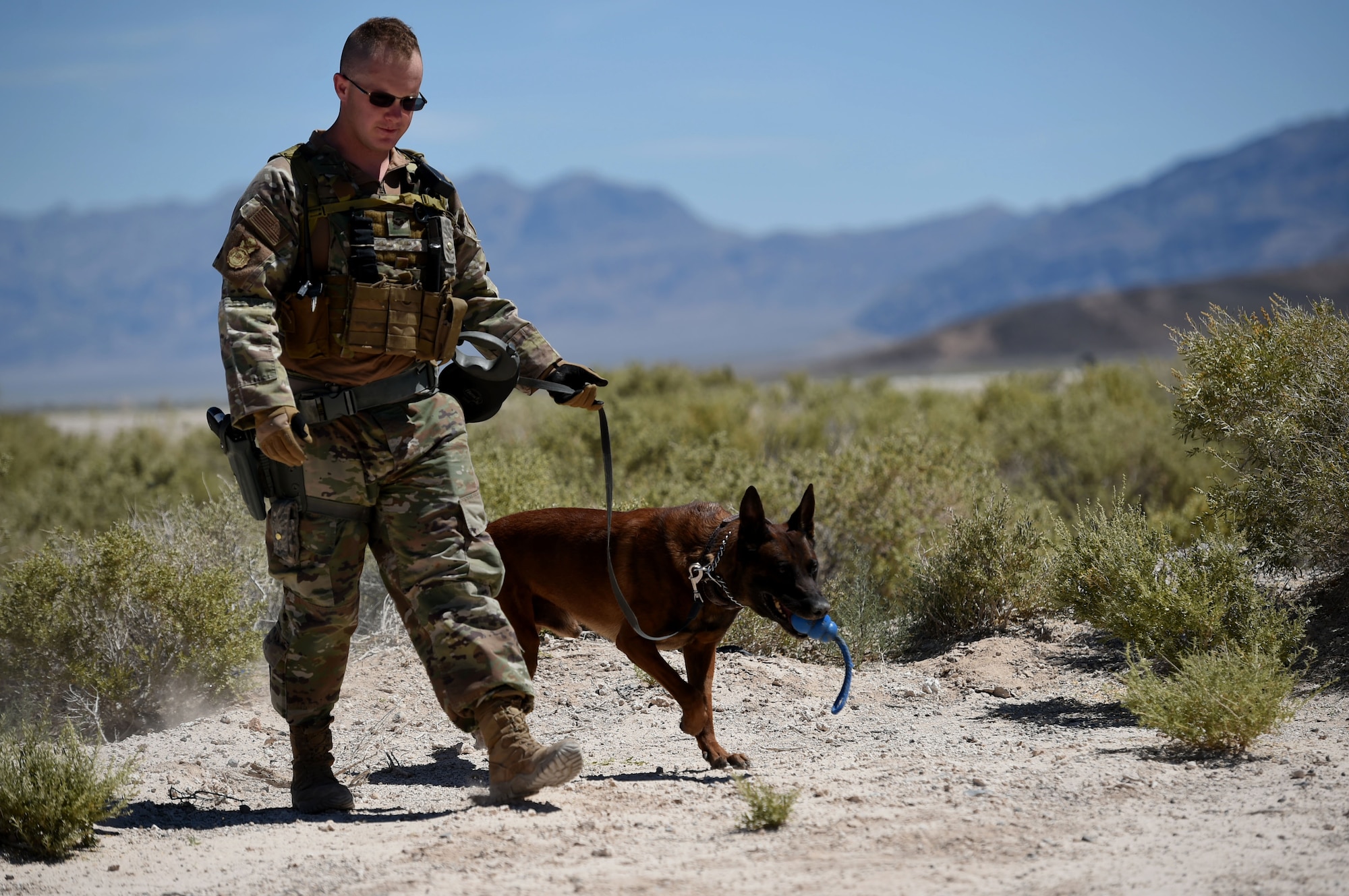 MWDs are trained and capable of detecting explosives and narcotics, as well as locate a potential suspects or missing persons.