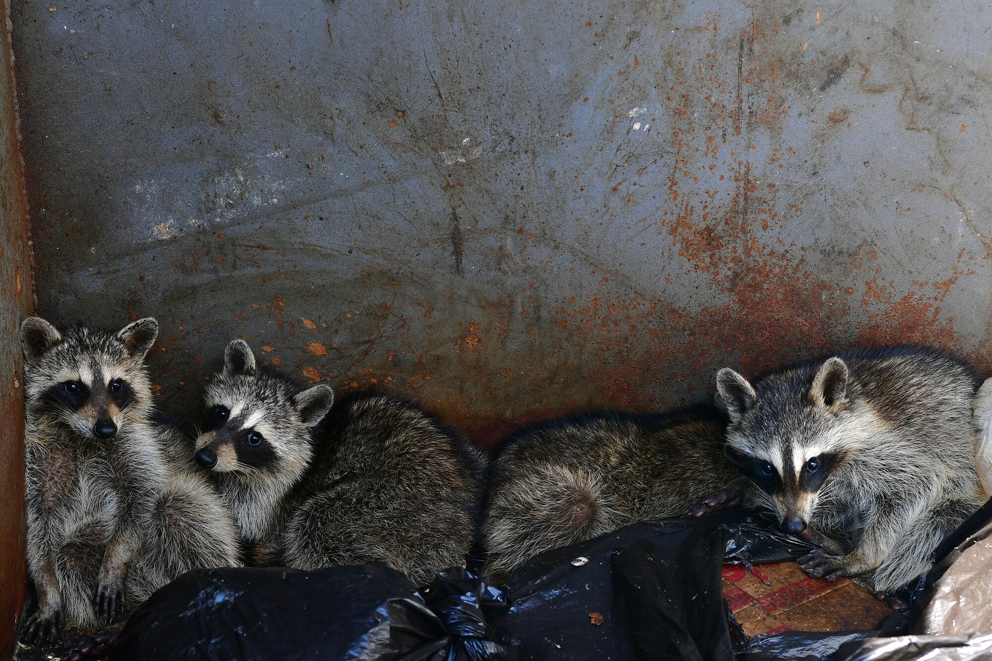 Raccoons huddle in the corner of a dumpster.
