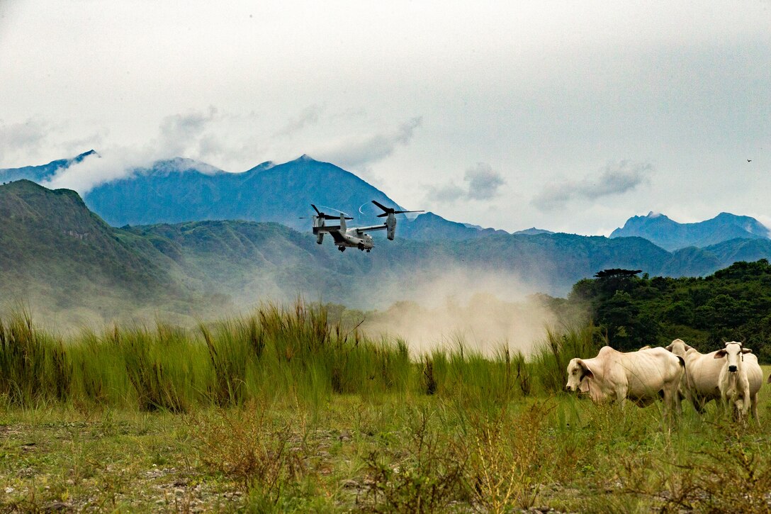 A military aircraft flies above cows with mountains in the background.