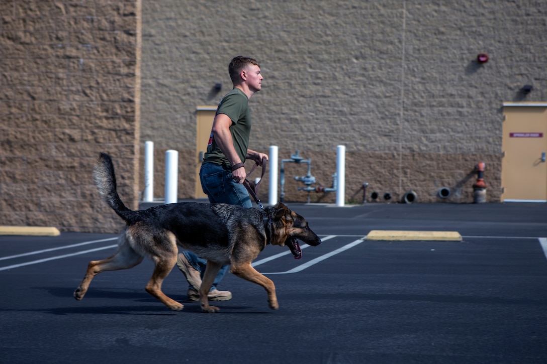 Lance Cpl. Steven Mara, a Marine Corps Air Station Miramar Single Marine Program (SMP) volunteer, runs alongside Cody, a German shepherd up for adoption, during an adoption event at San Diego, July 20. Marines with the MCAS Miramar SMP assisted in setting up the event, walking and feeding the dogs, as well as speaking to people who were interested in adopting a German shepherd. (U.S. Marine Corps photo by Sgt. Jake McClung)