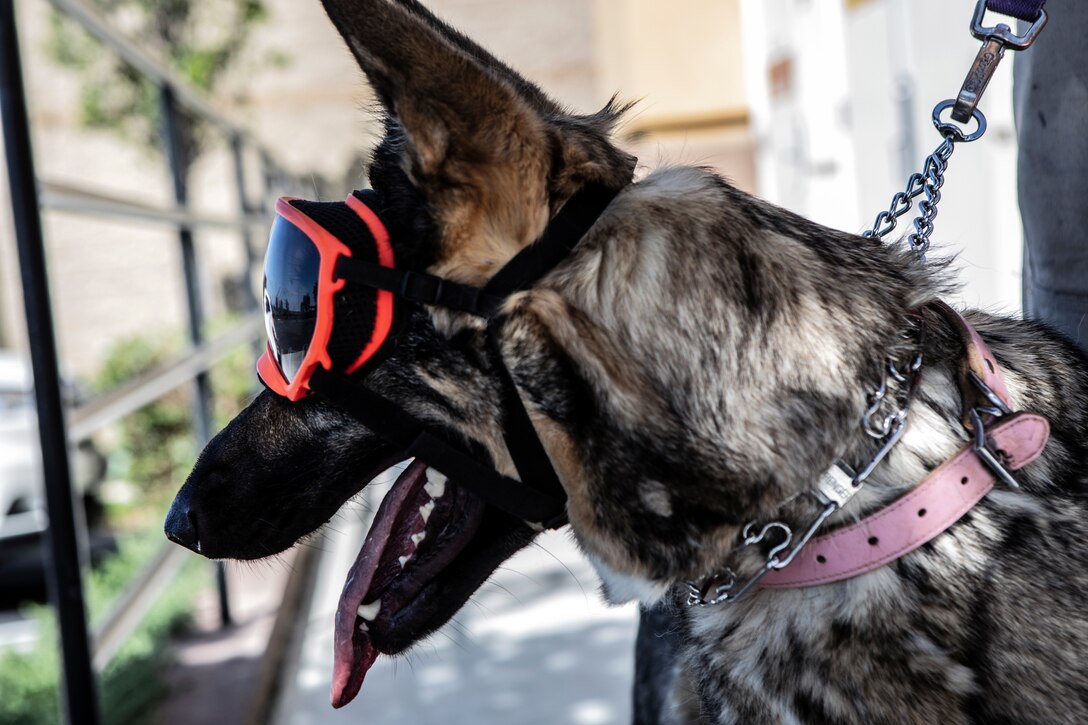 Keiko, a German shepherd up for adoption, looks into the distance during an adoption event at San Diego, July 20. Keiko has to wear goggles outdoors because she was born with an eye disability that makes her eyes sensitive to sunlight. Marines with the Marine Corps Air Station Miramar Single Marine Program assisted in setting up the event, walking and feeding the dogs, as well as speaking to people who were interested in adopting a German Shephard. (U.S. Marine Corps photo by Sgt. Jake McClung)
