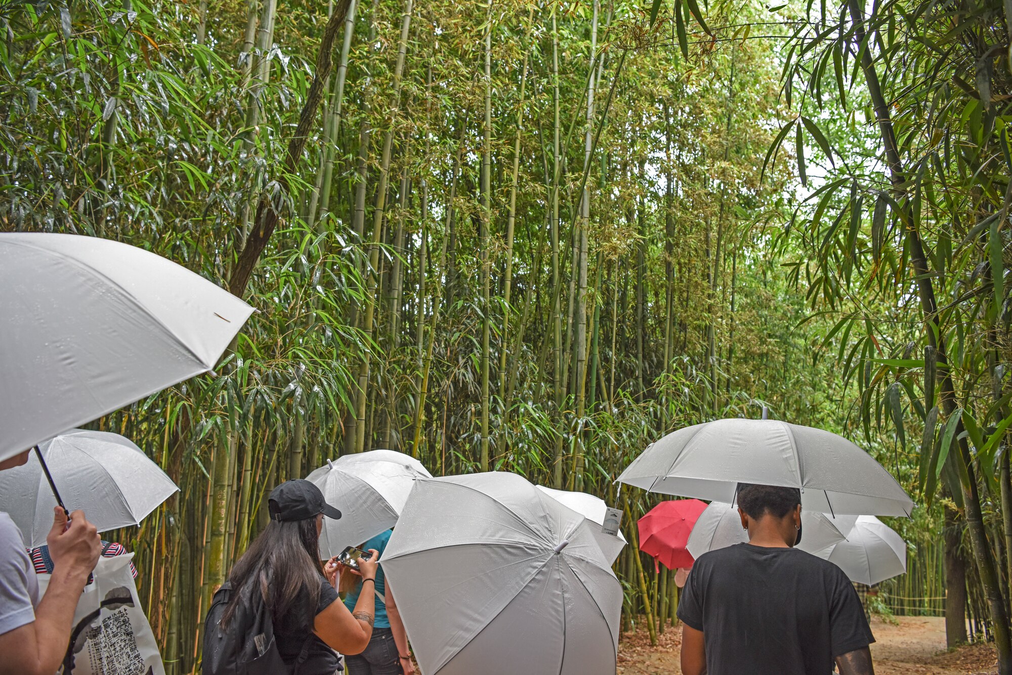 U.S. service members stationed around the Korean Peninsula explore Juknokwon bamboo forest during a Ministry of National Defense tour at Damyang, Republic of Korea, July 10, 2019. Service members also had the opportunity to make a traditional Korean bamboo fan with Juknokwon’s bamboo fan masters. (U.S. Air Force photo by Staff Sgt. Mackenzie Mendez)
