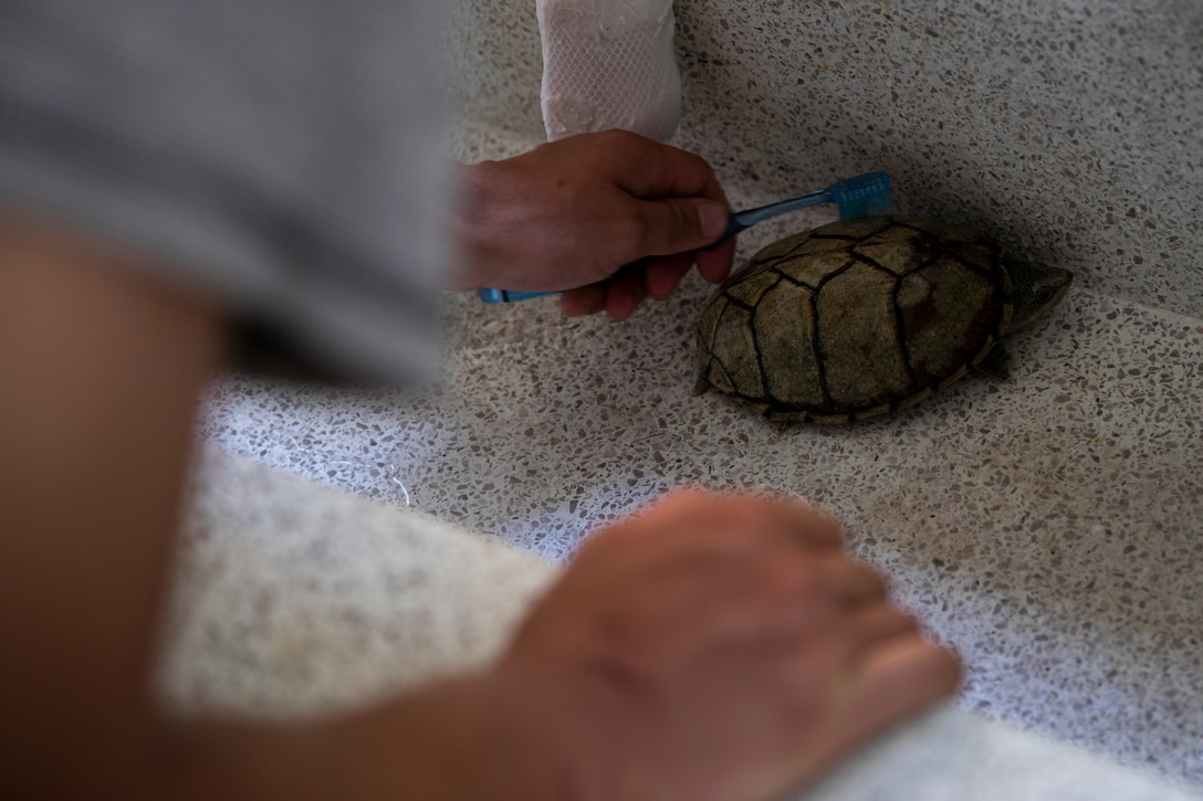 U.S. Marine Corps Pvt. Noah Young cleans a turtle at AmerAsian School in Okinawa during a community relations event in Okinawa, Japan, July 15, 2019. Combat Logistics Battalion 4’s chaplain’s office set up this event to help the school with summer cleaning and other various chores. Young, a native of Staunton, Illinois, is a motor vehicle operator with 3rd Platoon, Transportation Services Company, CLB-4, Combat Logistics Regiment 3. (U.S. Marine Corps photo by Cpl. Jamin M. Powell)