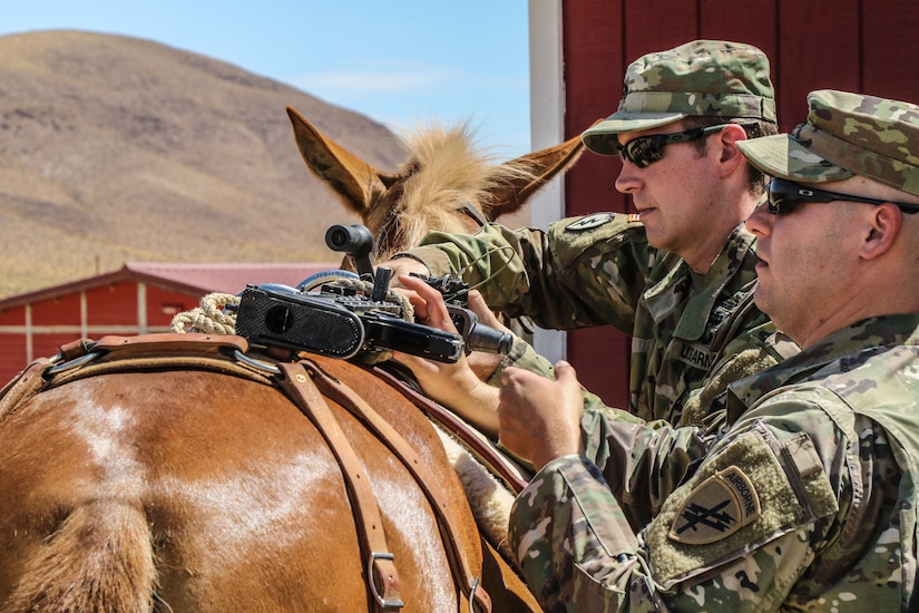 Soldiers from Bronco 71 Team, operating with members of civil affairs, psychological operations, and information operations trainers, tie M240B machine gun to saddle during mule packing training, August 1, 2017, Fort Irwin, California (U.S. Army/Austin Anyzeski)