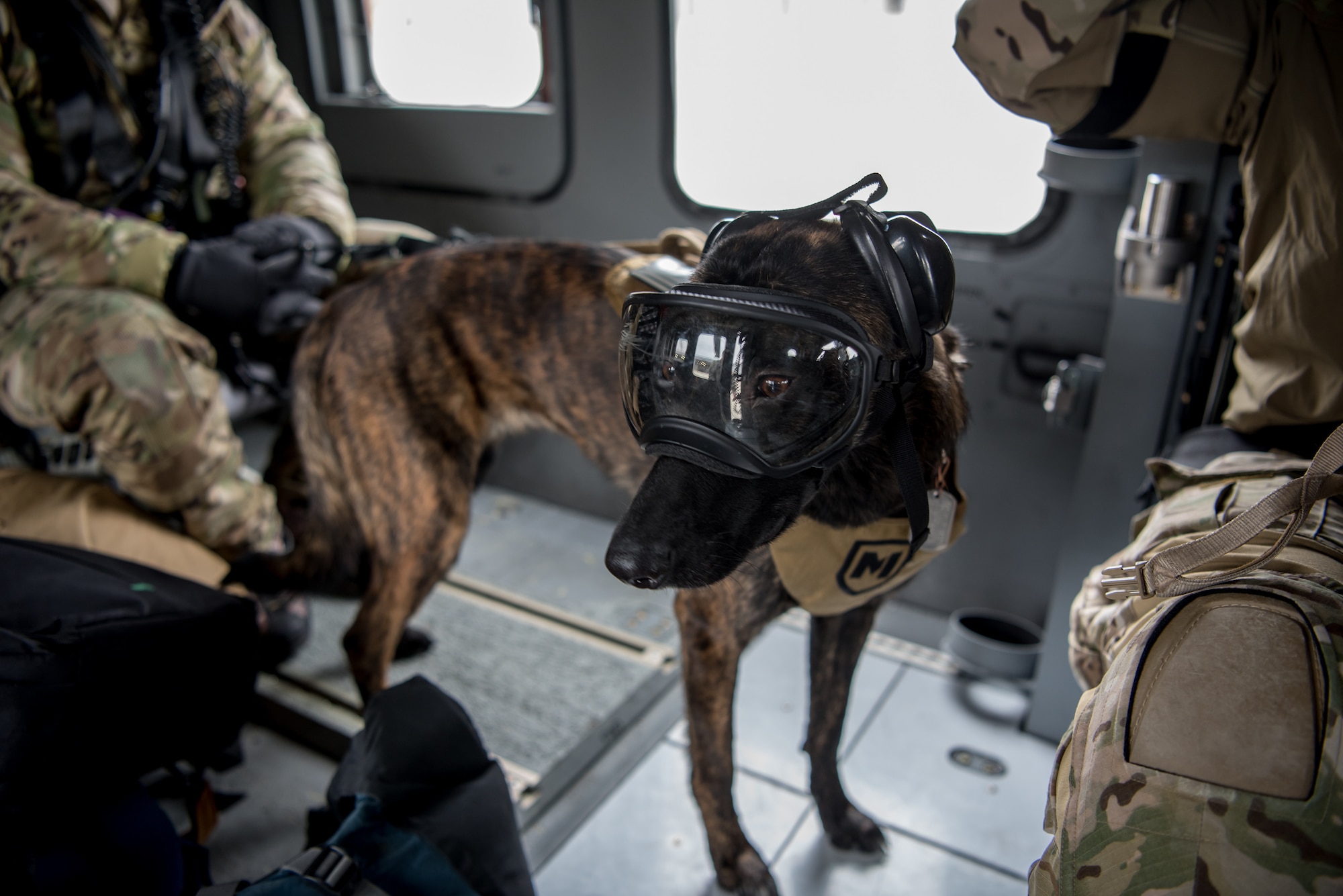 Callie, a search and rescue dog for the Kentucky Air National Guard’s 123rd Special Tactics Squadron, rides in a UH-60 Black Hawk helicopter as part of her familiarization training at the Boone National Guard Center in Frankfort, Ky., Nov. 29, 2018. Callie is currently the only search and rescue dog in the Department of Defense. (U.S. Air National Guard photo by Staff Sgt. Joshua Horton)