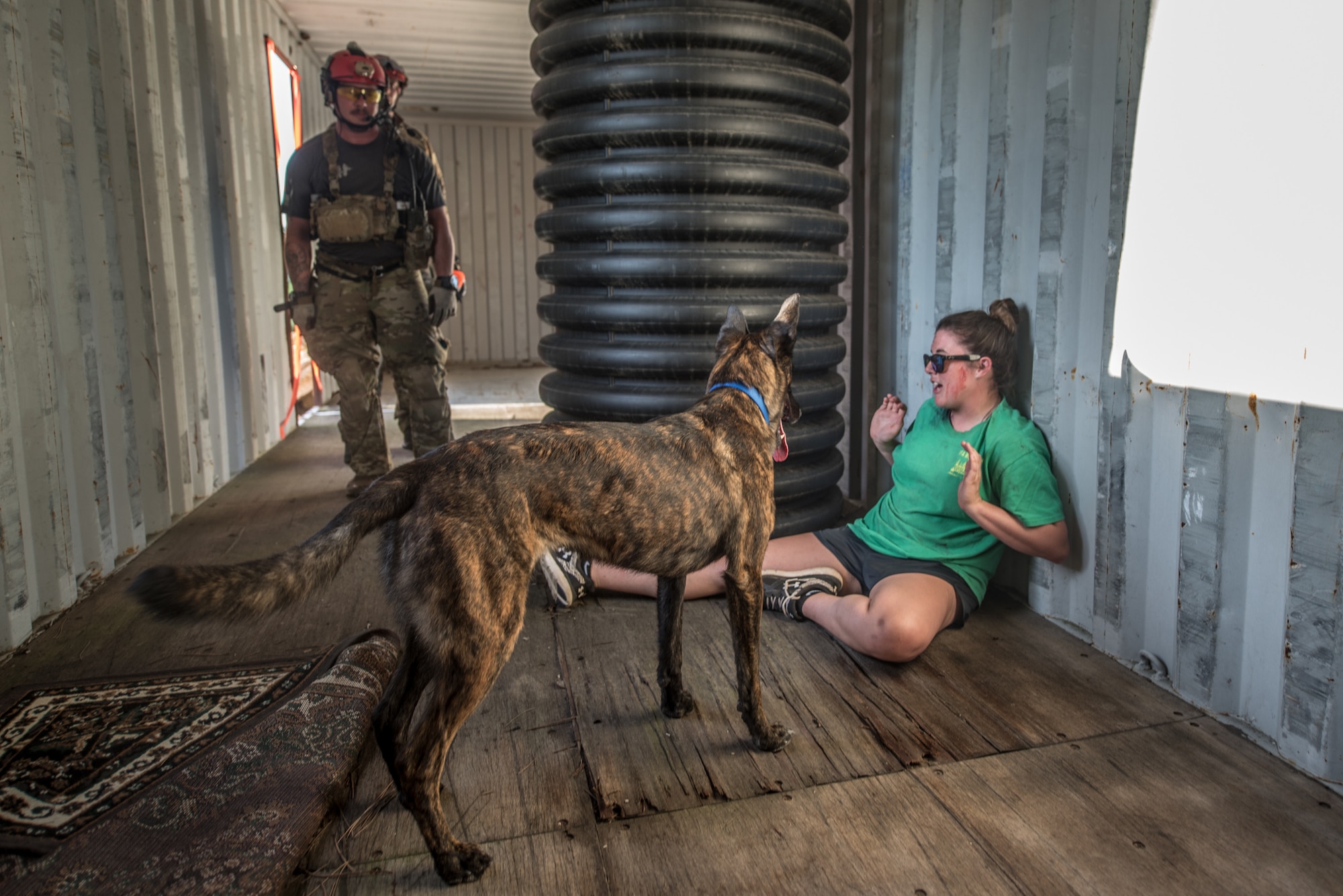 Callie, a search and rescue dog for the Kentucky Air National Guard’s 123rd Special Tactics Squadron, alerts Master Sgt. Rudy Parsons, her handler, after locating a simulated casualty July 17, 2019, during Patriot North, an annual domestic operations exercise designed to provide natural disaster-response training at Volk Field, Wis. Callie is currently the only search and rescue dog in the Department of Defense. (U.S. Air National Guard photo by Staff Sgt. Joshua Horton)
