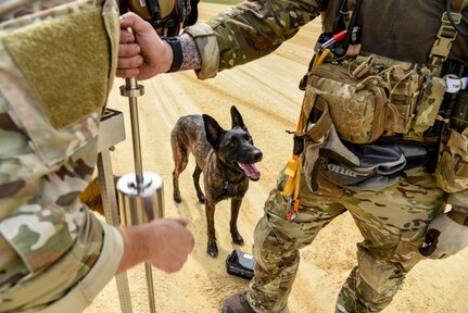 Callie, a search and rescue K-9 for the 123rd Special Tactics Squadron, participates in Patriot North, an annual domestic operations exercise designed to provide natural disaster response training at Fort McCoy, Wis., July 17, 2019. Callie is currently the only search and rescue dog in the entire Department of Defense. (U.S. Air National Guard photo by Staff Sgt. Joshua Horton)