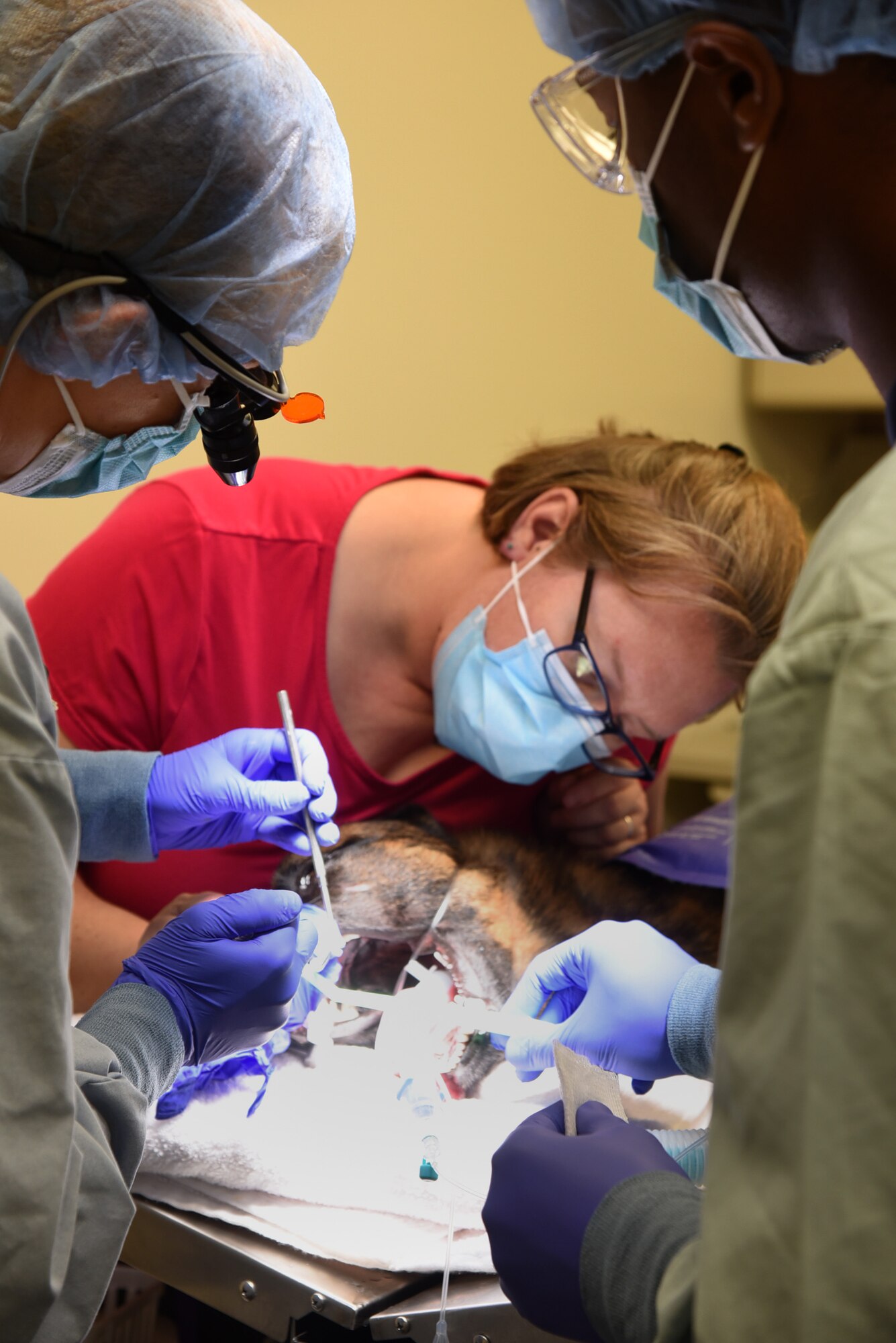 Capt. Leah Rankin, general dentist, and Airman 1st Class Noah Harris, dental technician, both with the 72nd Operational Medical Readiness Squadron, perform a root canal on one of Military Working Dog DDelarge, while Dr. Heather Cameron with the Tinker Veterinary Clinic monitored his vitals and anesthesia. DDelarge is a K-9 member of the 71st Security Forces Squadron from Vance Air Force Base. The joint effort by the dental clinic staff and the vet clinic staff was a success by keeping the K-9 Defender in quality health to quickly return to his duties. (U.S. Air Force photo/Kelly White)