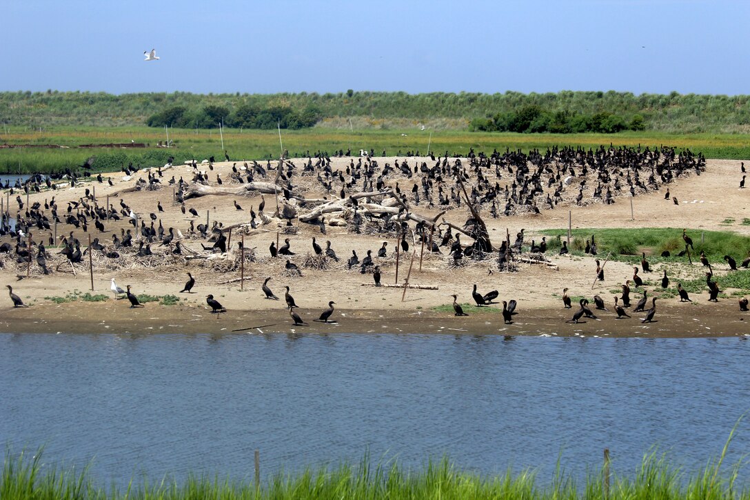 Hundreds of birds sit perched in a containment cell at Poplar Island in July 2016. The habitat being built at Poplar Island using dredged material from the approach channels to the Port of Baltimore has attracted hundreds of bird species and reptiles including osprey, eagles, terns and terrapins. The island’s location in the upper-middle Chesapeake Bay makes it an ideal location for mid-Atlantic migratory birds and other wildlife.