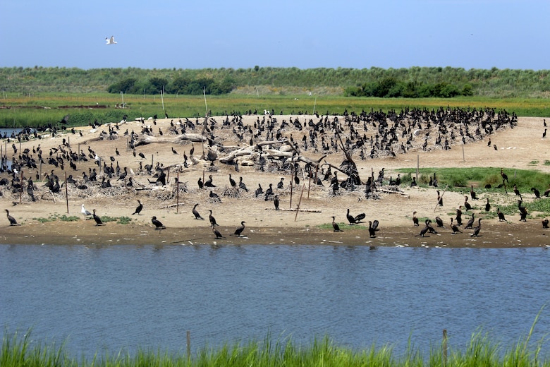 Hundreds of birds sit perched in a containment cell at Poplar Island in July 2016. The habitat being built at Poplar Island using dredged material from the approach channels to the Port of Baltimore has attracted hundreds of bird species and reptiles including osprey, eagles, terns and terrapins. The island’s location in the upper-middle Chesapeake Bay makes it an ideal location for mid-Atlantic migratory birds and other wildlife.