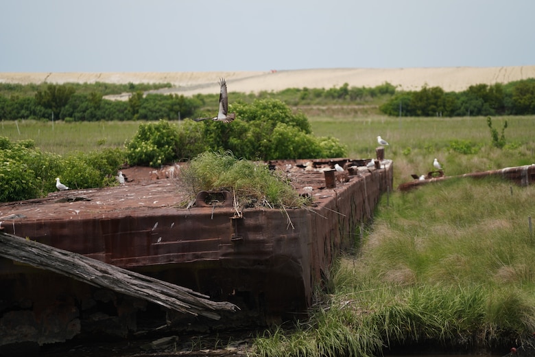 Barges placed to help prevent the erosion of the last remaining remnants of Poplar Island are now bird habitat in the middle of a dredged material containment cell at Poplar Island.