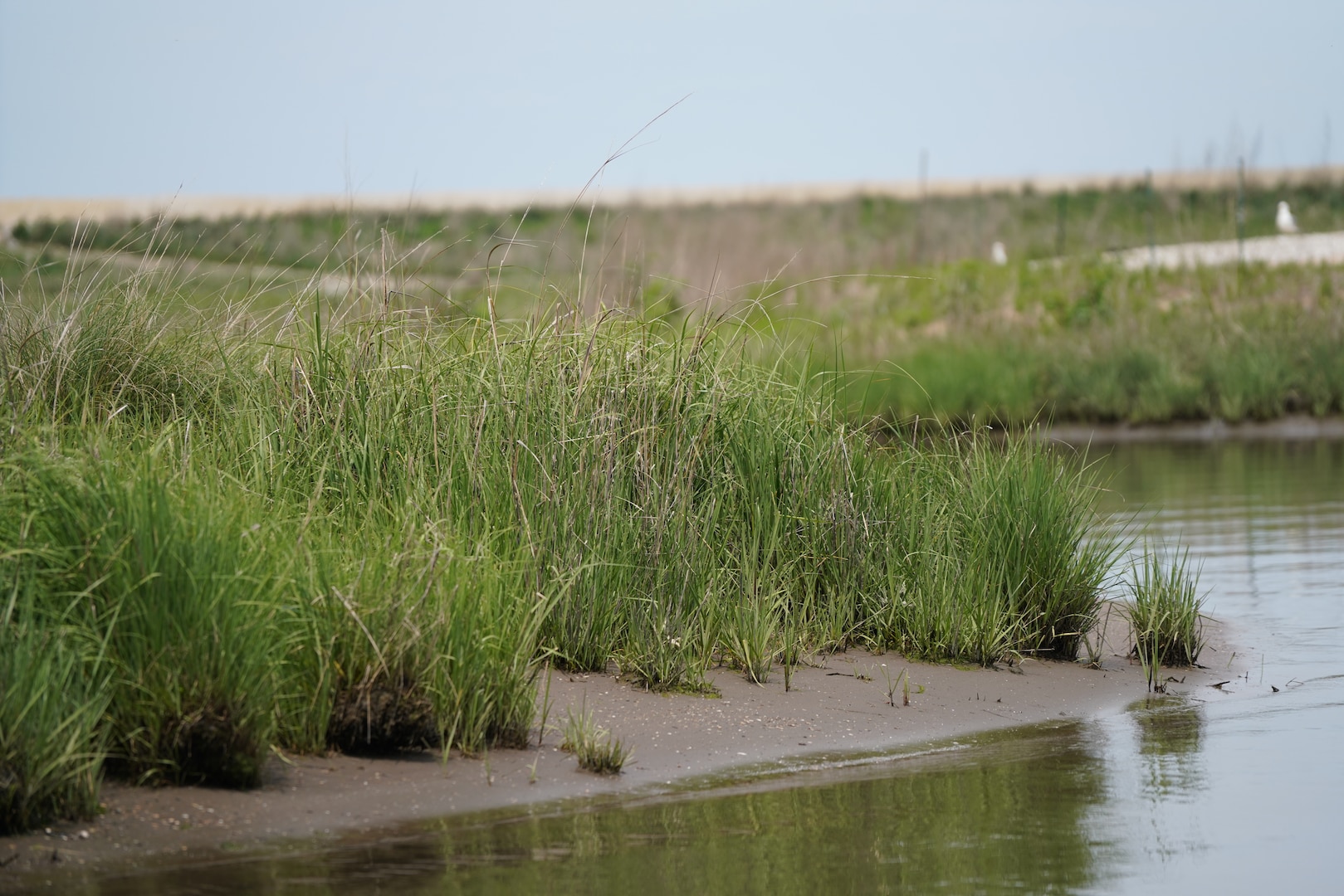 Planted marsh grasses thrive within a containment cell at Poplar Island May 22, 2019.