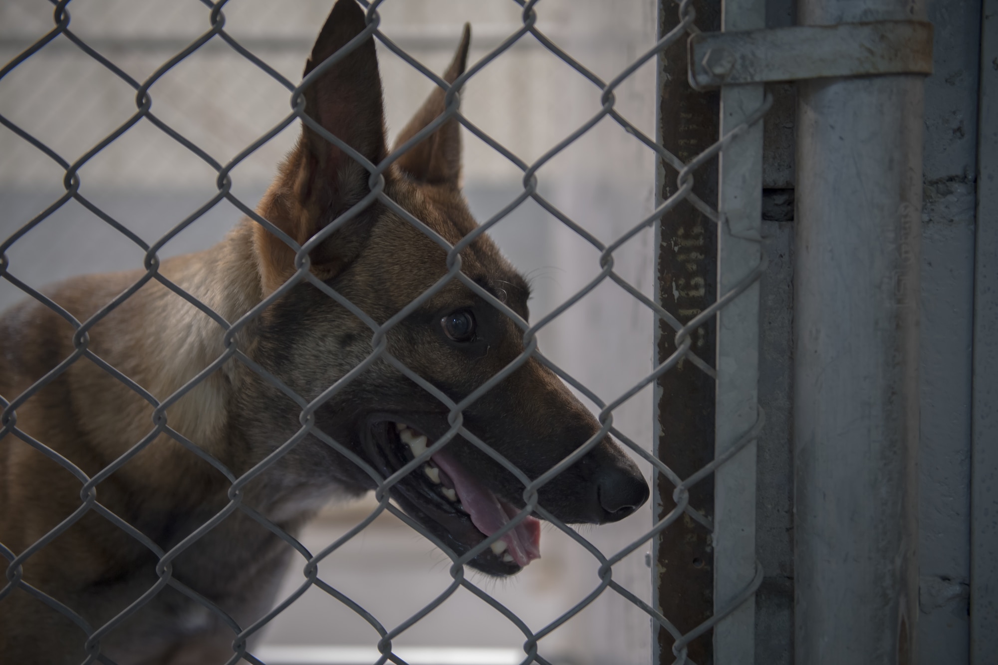 Military working dog Uurska, assigned to the 386th Expeditionary Security Forces Squadron, waits to begin her shift at Ali Al Salem Air Base, Kuwait, July 24, 2019. Uurska deployed with her handler, Staff Sgt. Kathryn Malone, from Offutt Air Force Base, Neb. (U.S. Air Force photo by Tech. Sgt. Daniel Martinez)