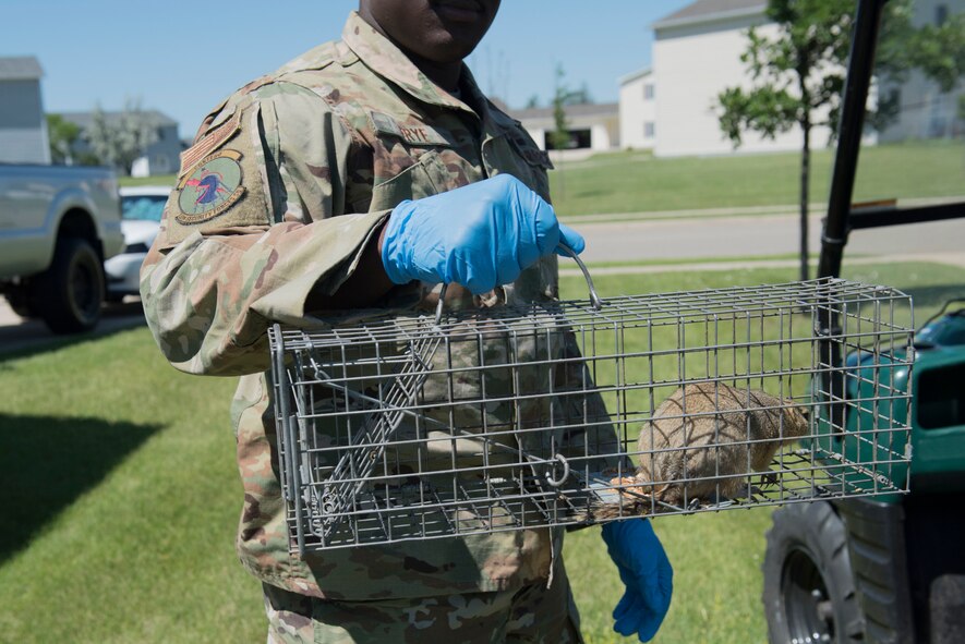 Ten thousand rodent intruders